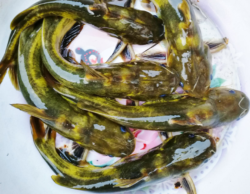 黃顙魚