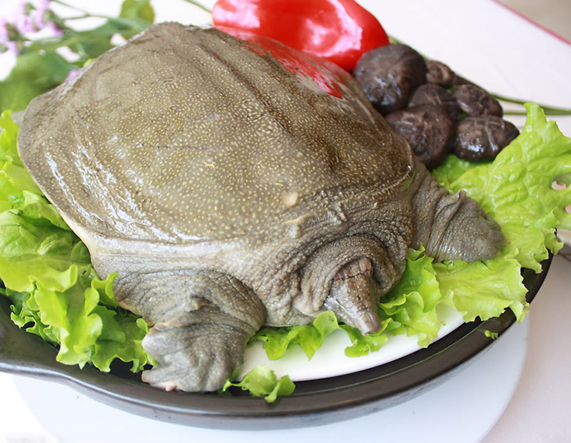 甲魚(yú)