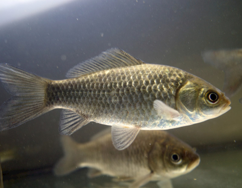 鯽魚