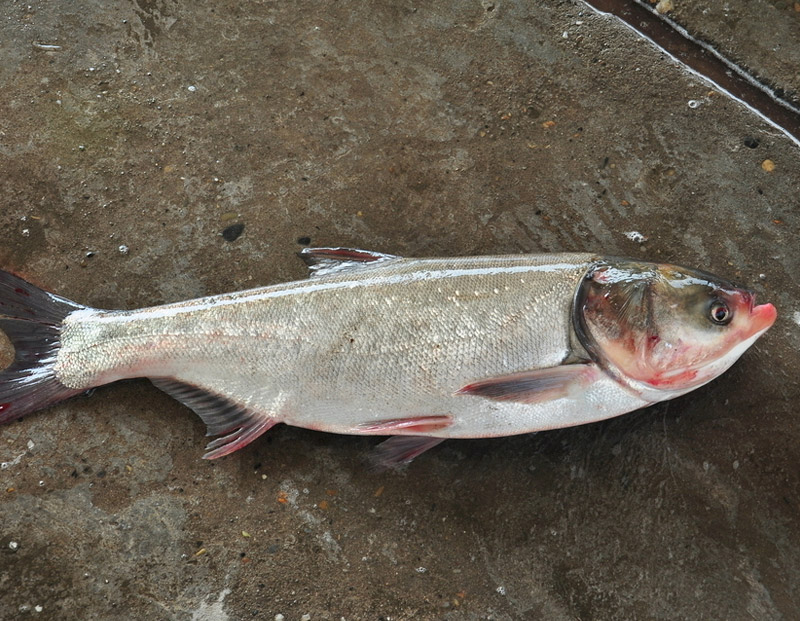 鰱魚