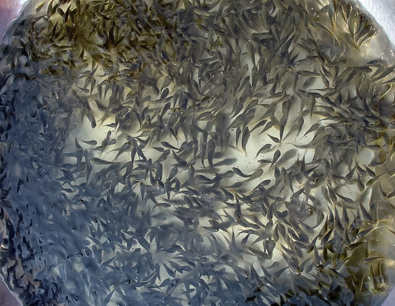 名貴魚(yú)苗