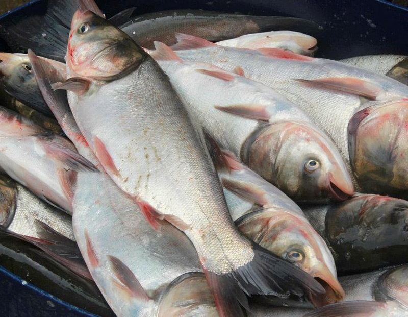 鰱魚