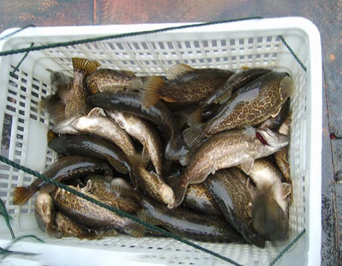 鱖魚