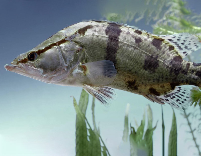 鱖魚