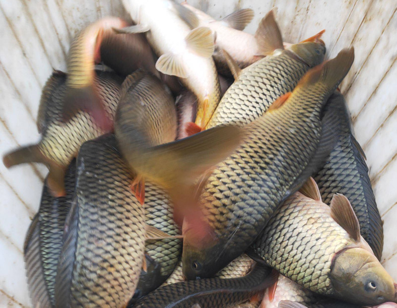 鯉魚(yú)