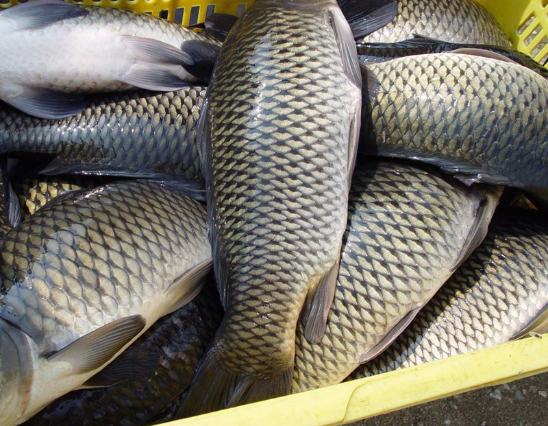 鯉魚(yú)