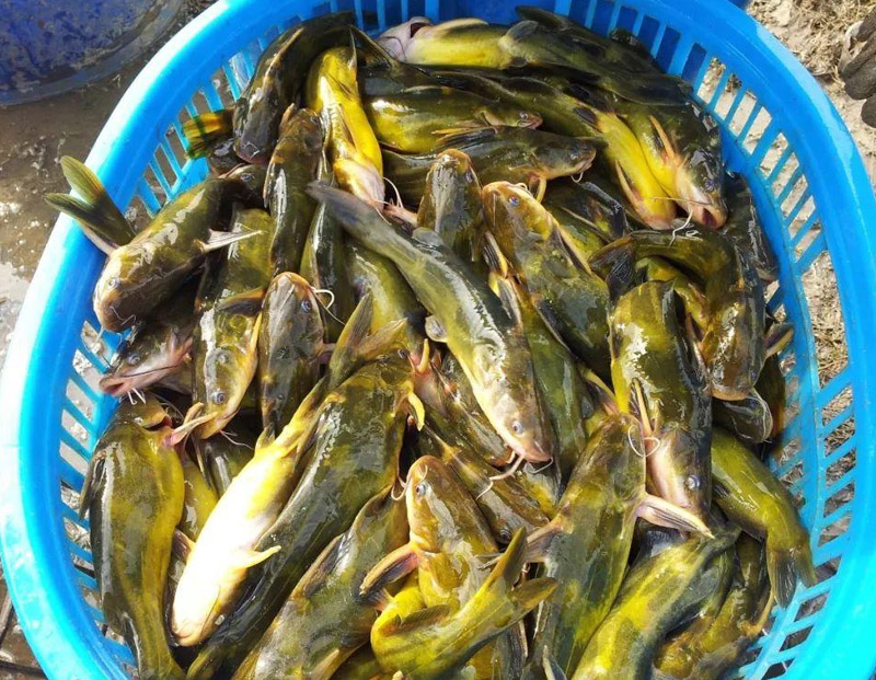 黃顙魚