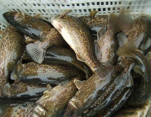 鱖魚