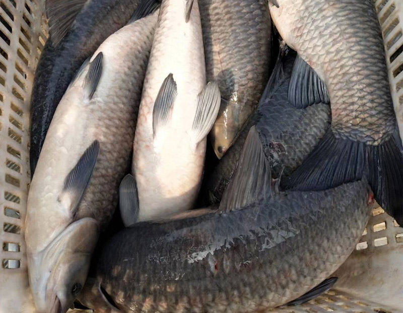 青魚(yú)