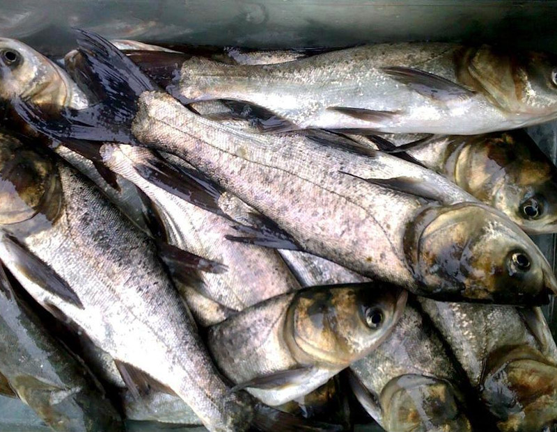 鳙魚(yú)