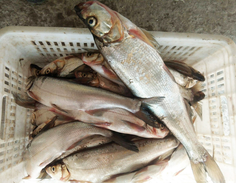 翹嘴鲌魚(yú)