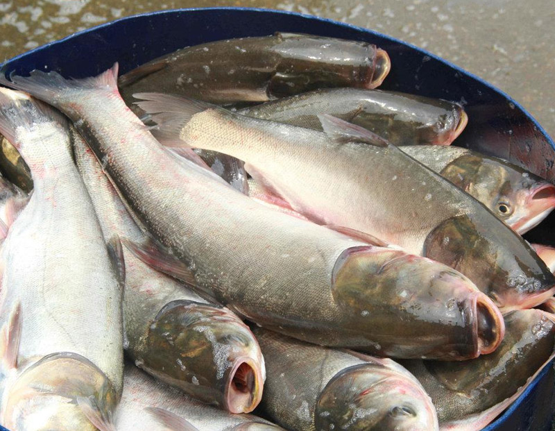 鰱魚