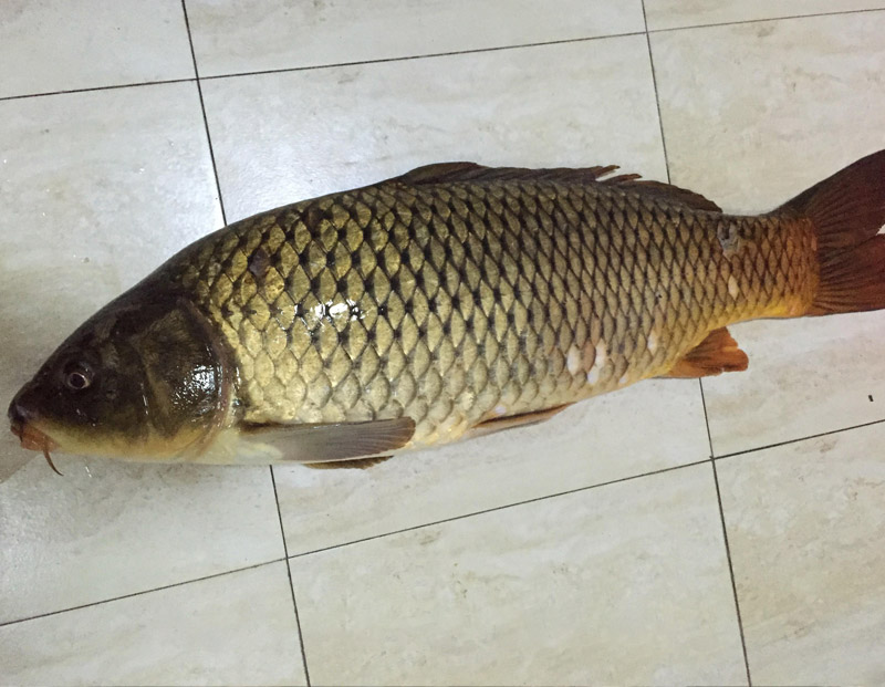 鯉魚(yú)