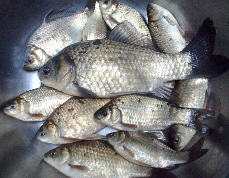 鯽魚(yú)
